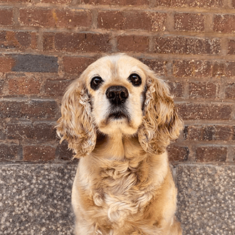 Picture of Lucky