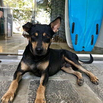 Picture of Cookie