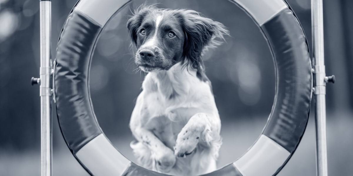 Foto hond behendigheid .jpg