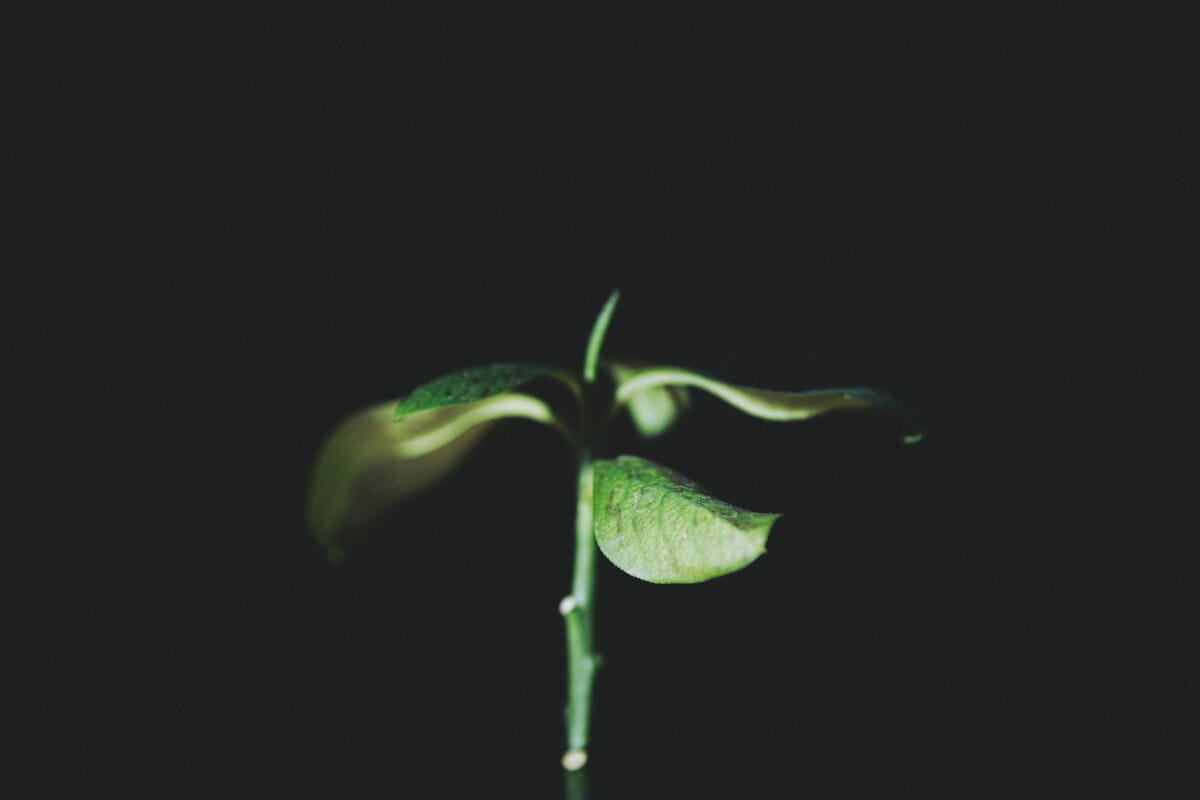 green leaf plant with black background