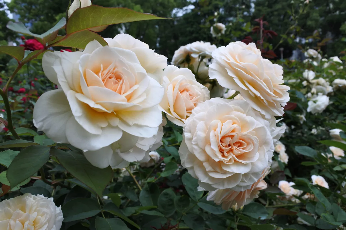 white roses in bloom during daytime.jpg