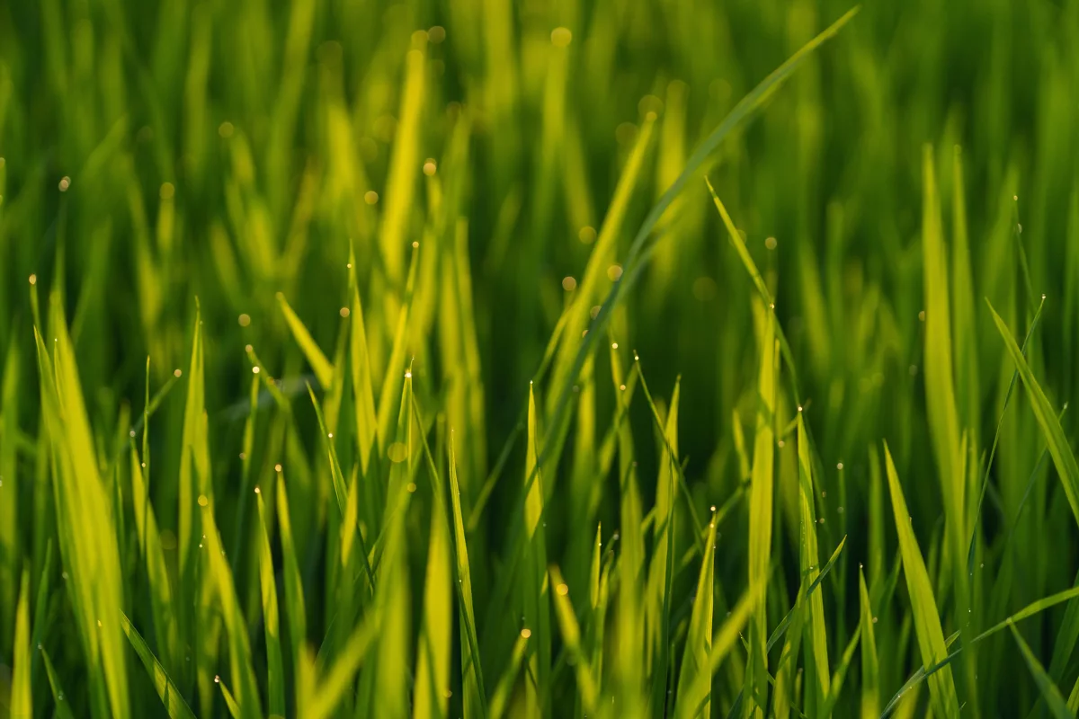 green grass in close up photography.jpg