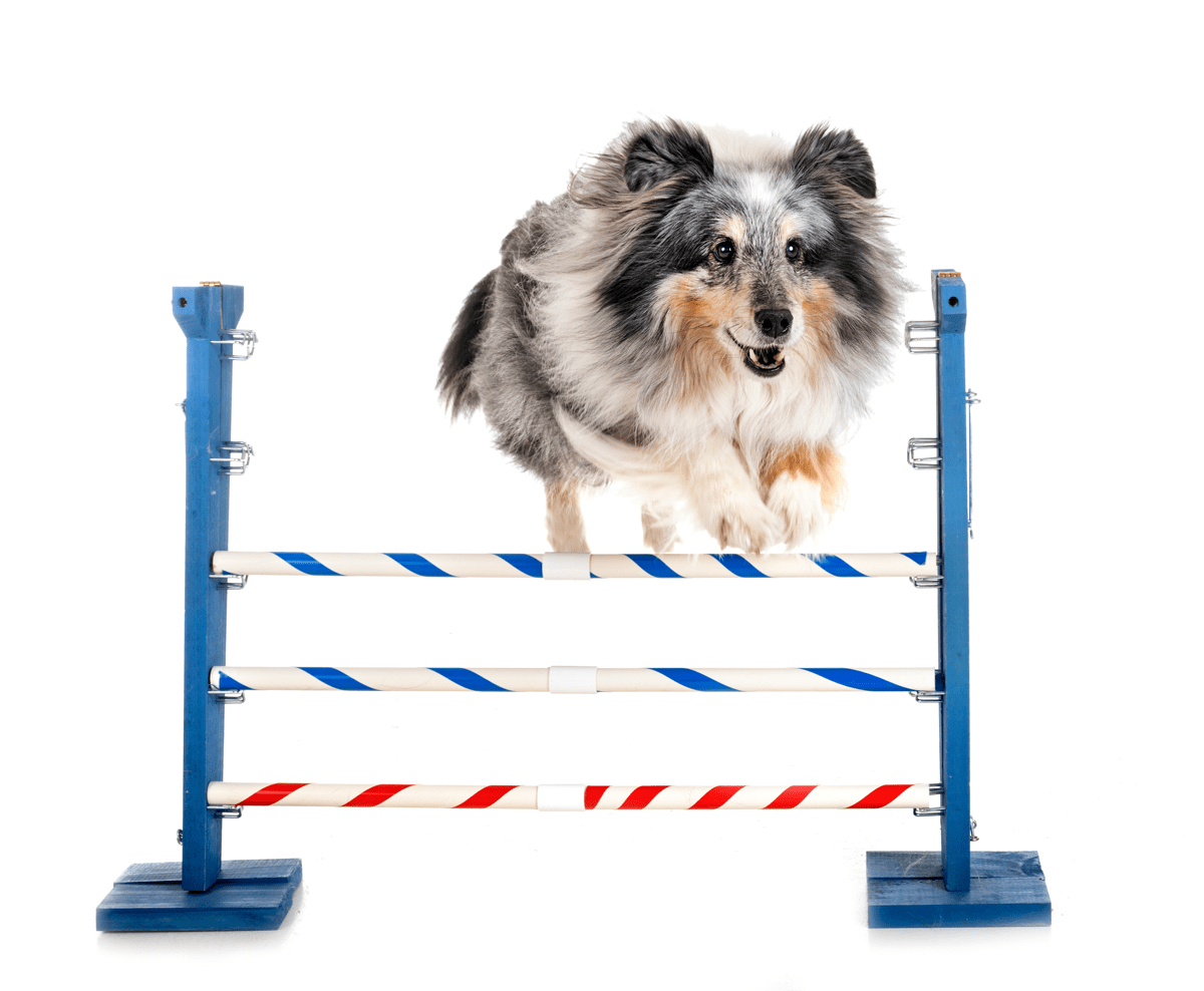 agility-and-little-dog-F38AS4W.jpg