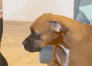 Nov-10-2020 16-26-01.gif Nov-10-2020 16-26-01.gif