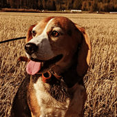 Picture of Laku