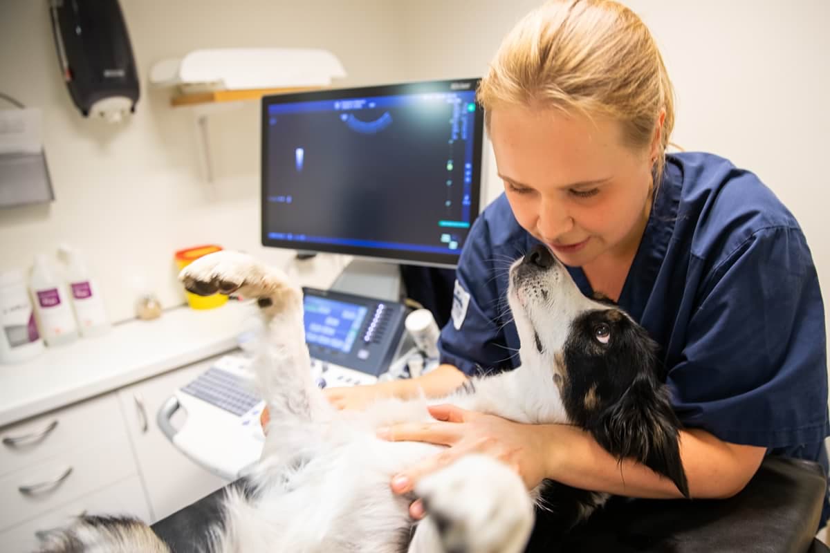 Leg. Veterinär inriktning ultraljud