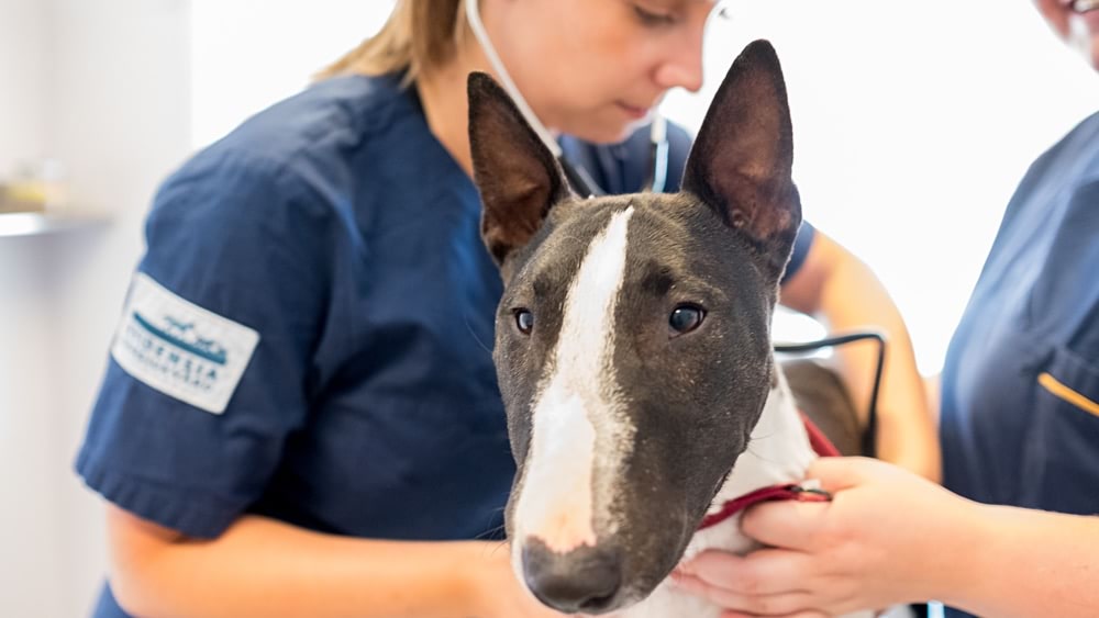 Legitimerad veterinär med inriktning ortopedi