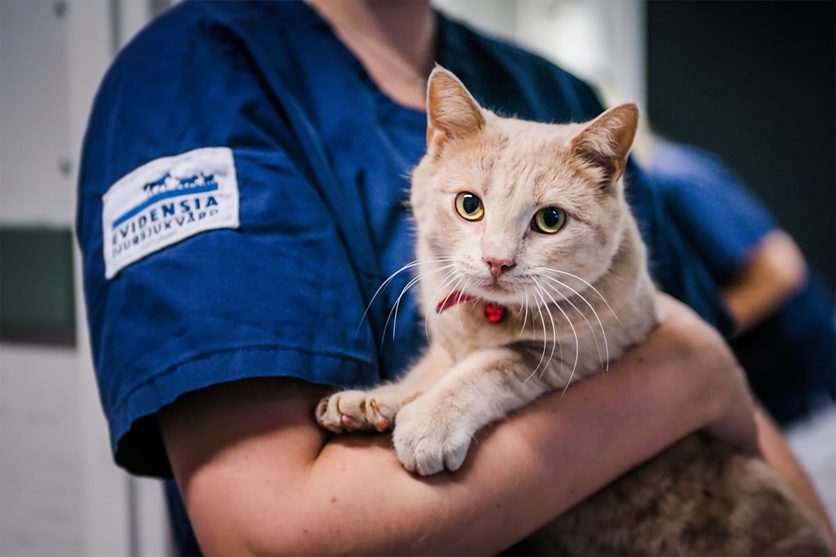 Sommarjobb som leg veterinär eller tf veterinär till klinik i centrala Eskilstuna
