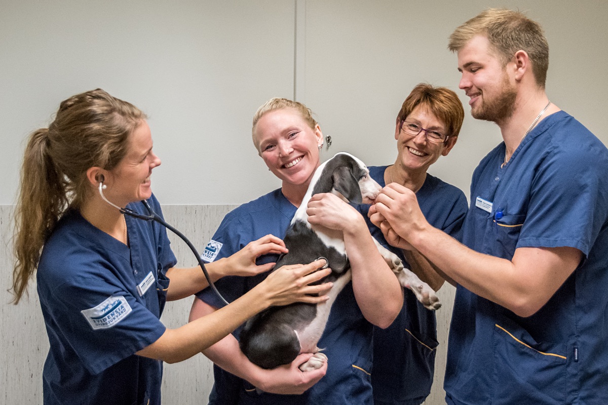 Vi söker tf. Veterinär/leg veterinär till sommaren 2020