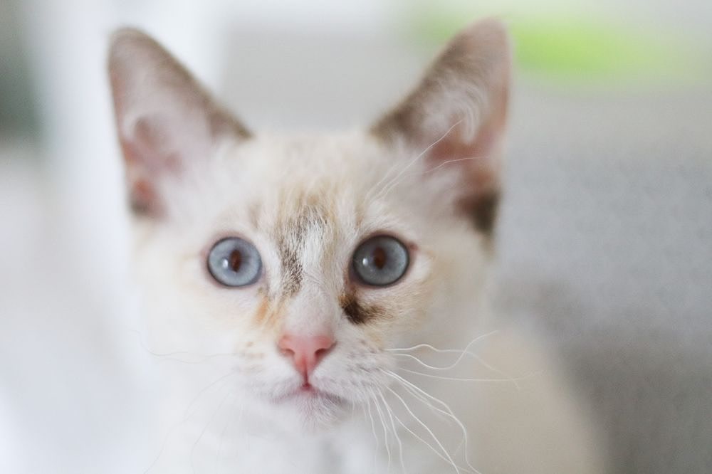 Veterinär med intresse för onkologi