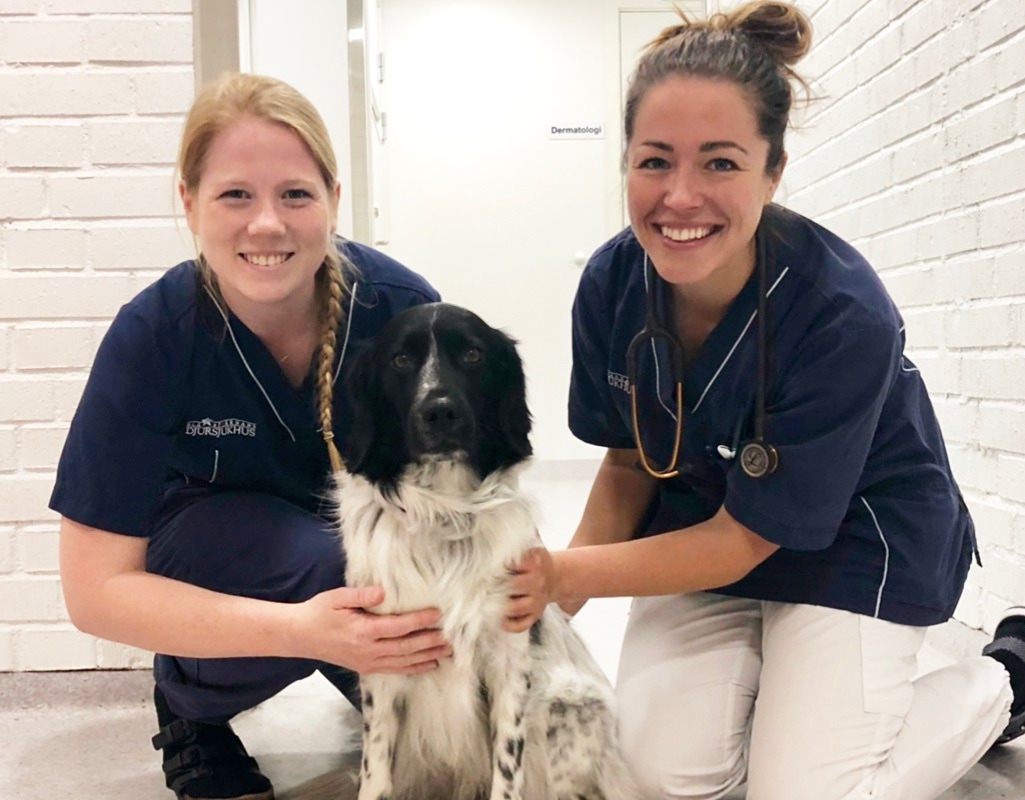 Klinikveterinär Dermatologi