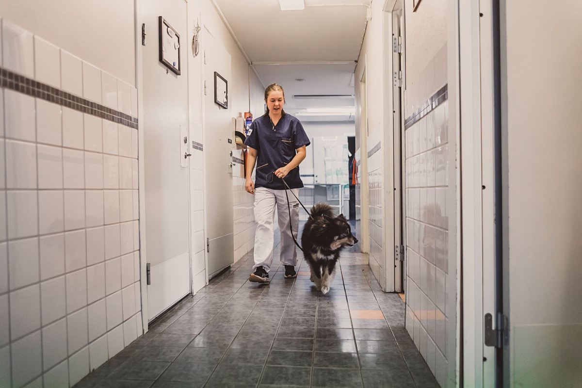 Smådjursveterinär
