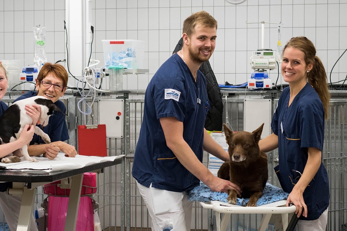 Leg. Djursjukskötare till natten