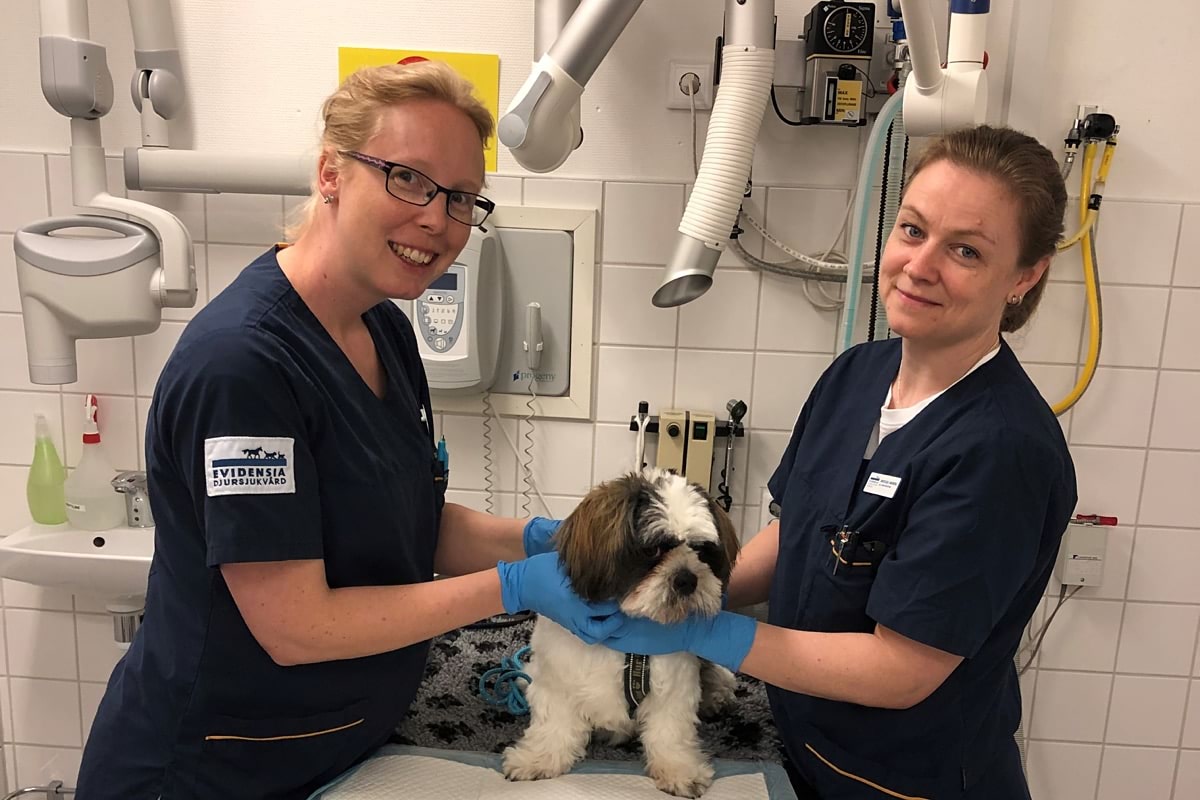 Legitimerad veterinär