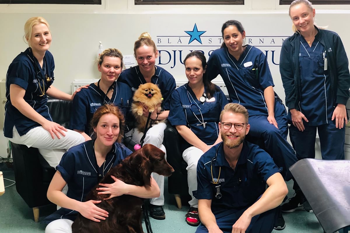 Sommarjobb tf veterinär