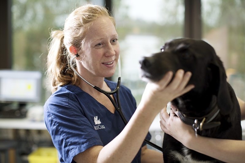 Tf veterinärer - sommarvikarier till Bagarmossen