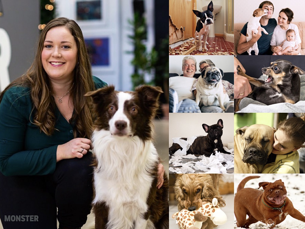 Har du en bøllete hund?