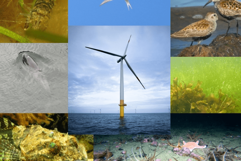 Projektledare - Effekter av havsbaserad vindkraft image