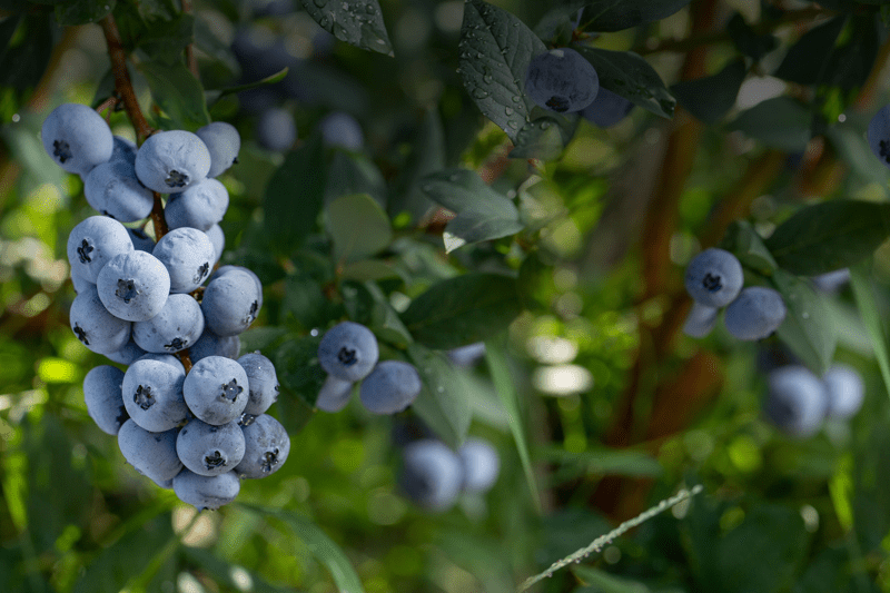 Orchard Hand- Blueberries image