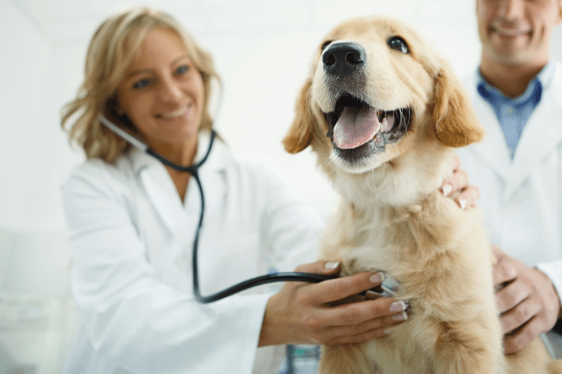 CHARTRES - VETERINAIRE GENERALISTE CANIN H/F – CDI image