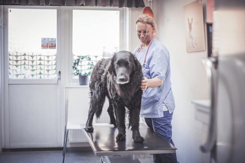 Veterinär till Hund och Kattkliniken i Bista image