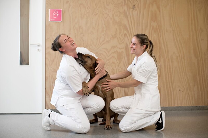 Leitende/r Tierärztin/Tierarzt (m/w/d) – Schweiz (mehrere Standorte) image