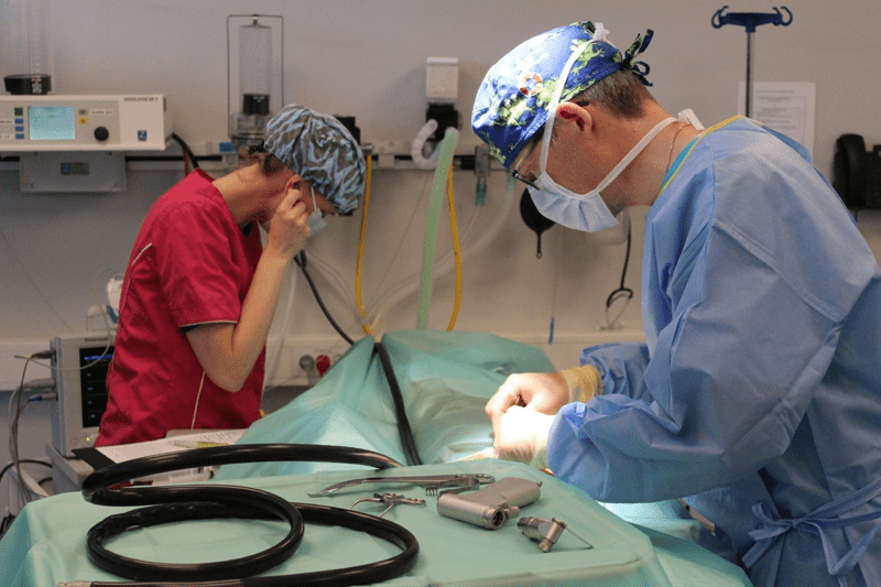Kirurg søges til AniCura Skovlunde Dyrehospital image