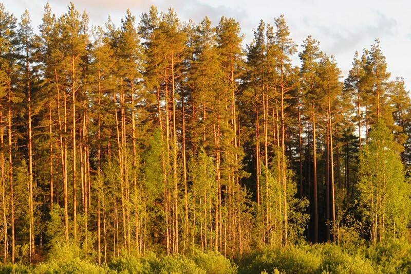 Mhy Loimijoki: Metsäasiantuntija image