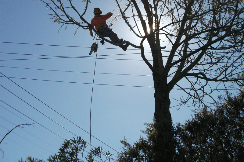 Arborist/Climber image