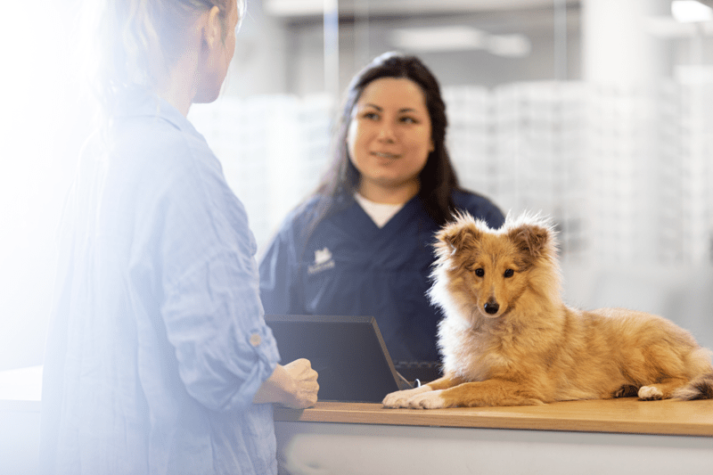 AMV - Assistant/e en médecine vétérinaire CFC (60-100%) image