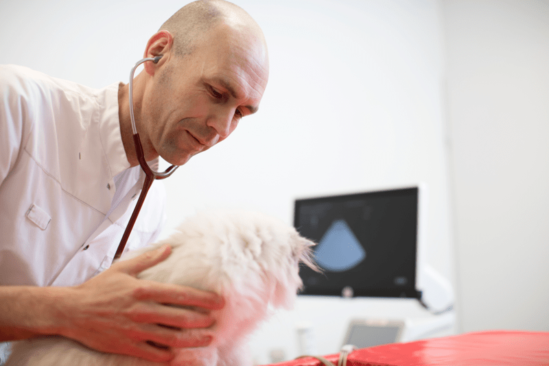 Medico veterinario - Medicina d'urgenza image