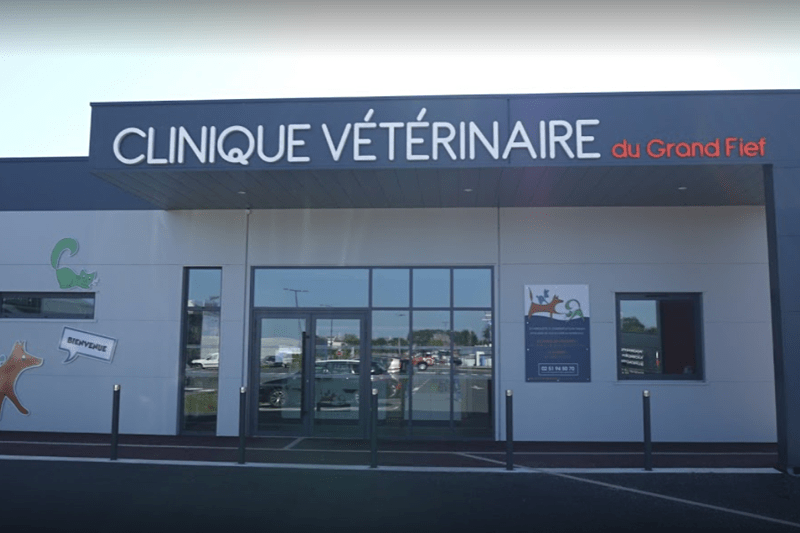 GRAND FIEF - VETERINAIRE GENERALISTE EN CDD AOUT 2022 - 2 SEMAINES image