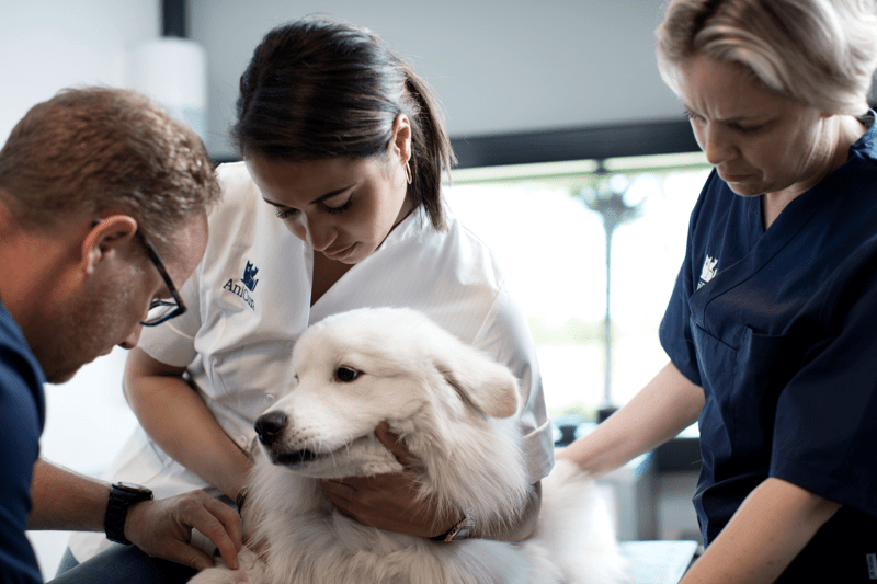Vétérinaire urgentiste avec formation H/F - Nancy image