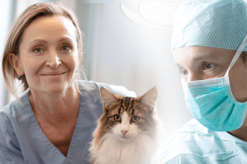 Legitimerad veterinär sökes till Anicura Norsholms Djursjukhus image