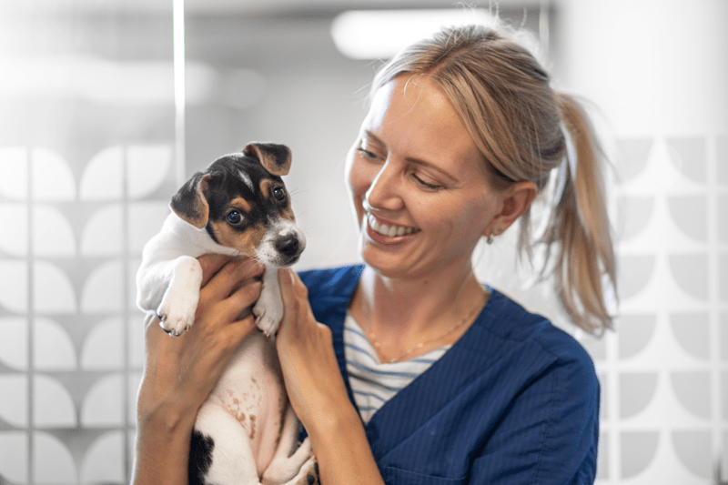 Legitimerad djursjukskötare sökes till AniCura Djurdoktorn i Linköping image