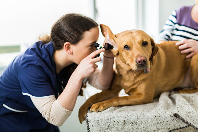 Kleintierpraxis Lüttringhausen - Fachtierarzt Für Kleintiere - Remscheid Berlin - Veteria - Fachtierarzt-Zentrum & Tagesklinik GmbH - IVC